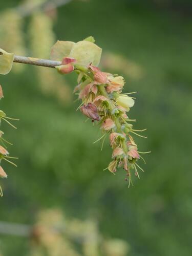 Corylopsis glabrescens iNat (3)