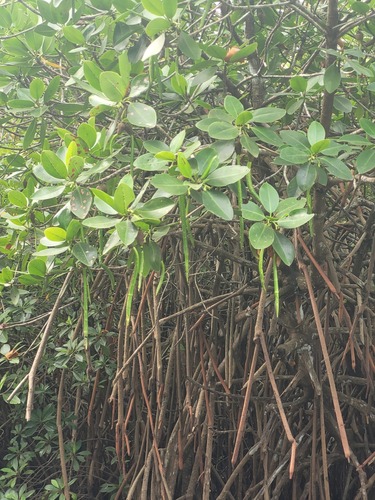 Indo-West Pacific Stilt Mangrove (Rhizophora mucronata)