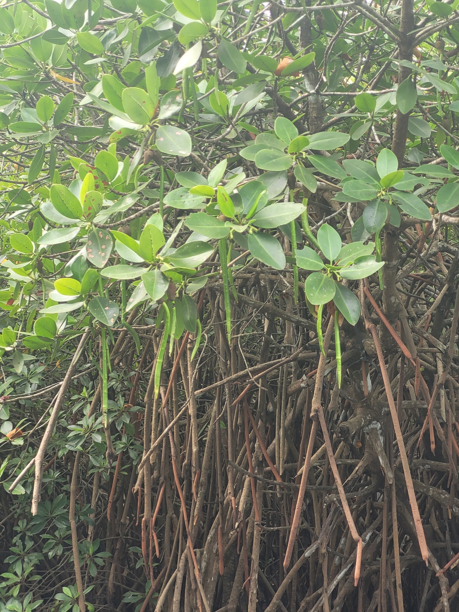 Indo-West Pacific Stilt Mangrove (Rhizophora mucronata)