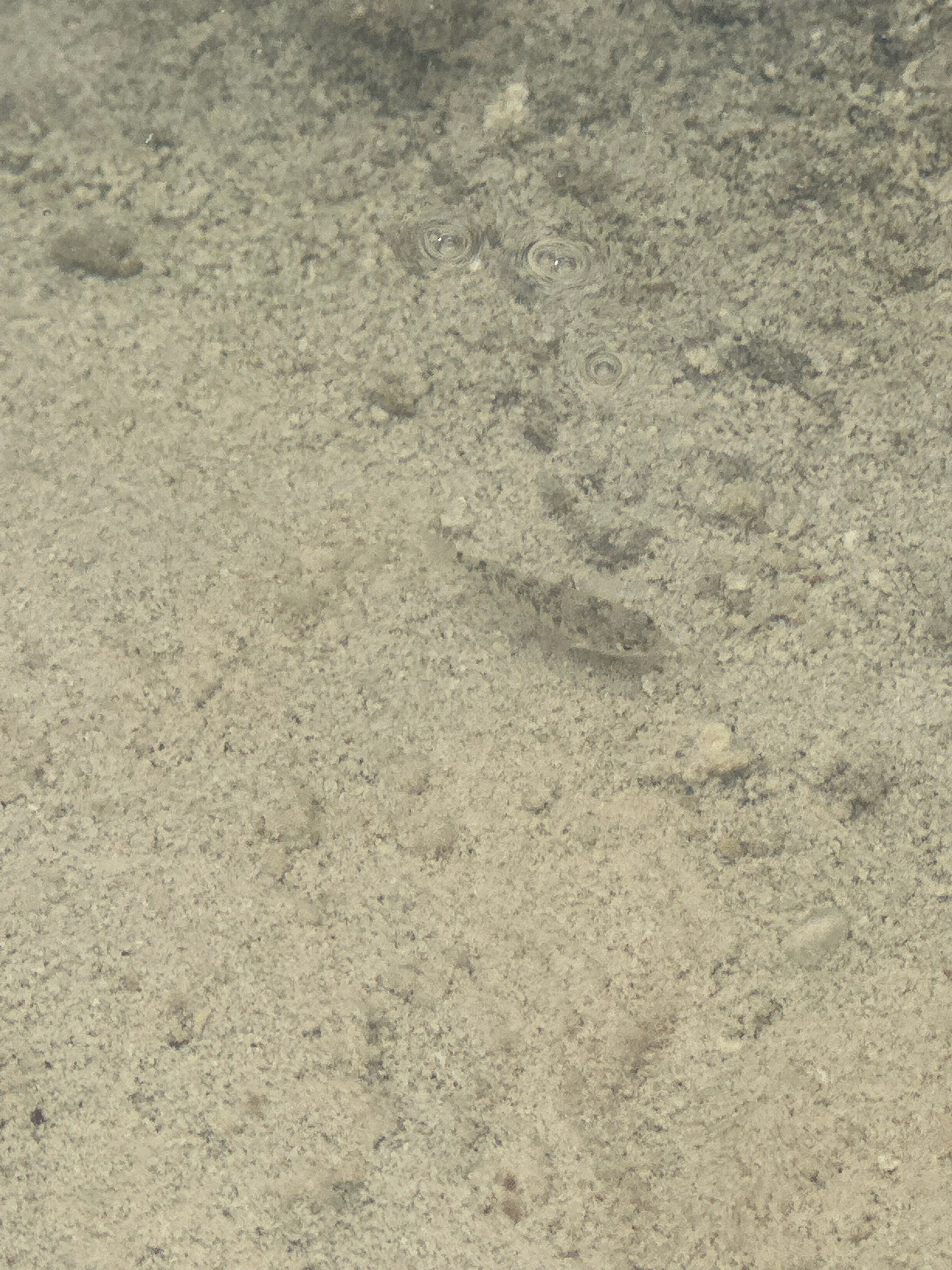 Conchos Pupfish