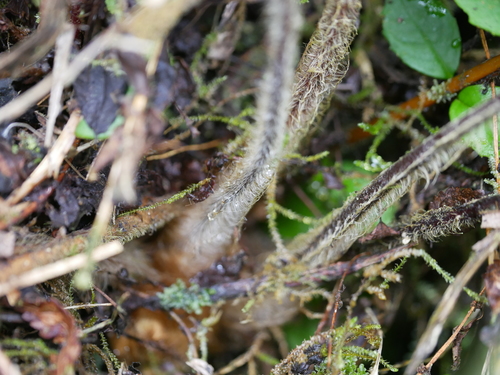 Image of Golden chicken fern by (c) Jacy Chen, some rights reserved (CC BY)