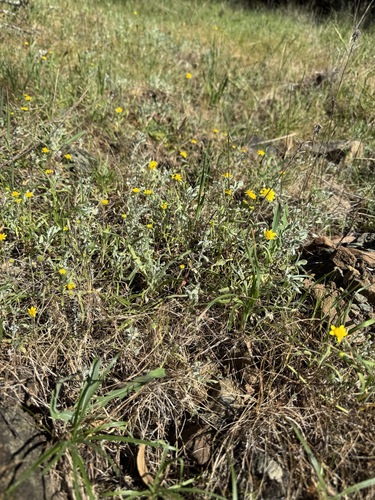 california goldfields (Lasthenia californica)