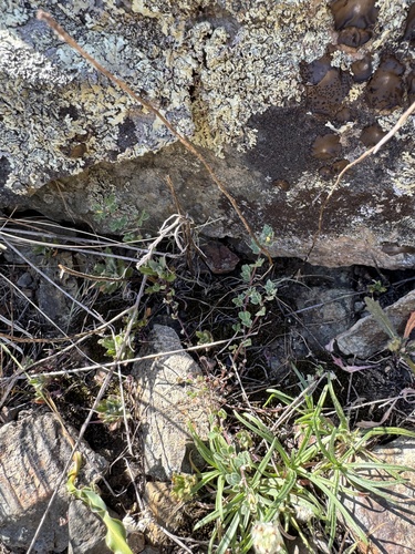 Chile trefoil (Acmispon wrangelianus)
