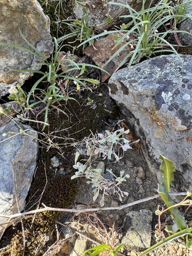 Erect Evax (Hesperevax sparsiflora)