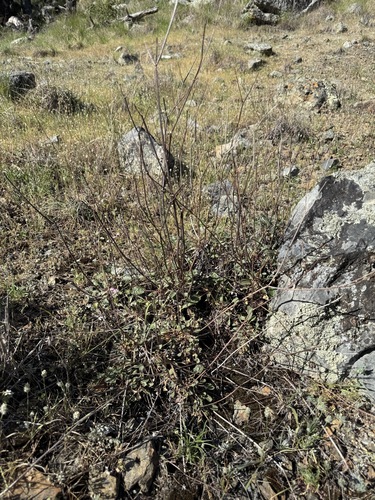 Naked Buckwheat (Eriogonum nudum)