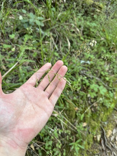 California sweet grass (Anthoxanthum occidentale)
