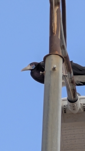 Abdim's Stork