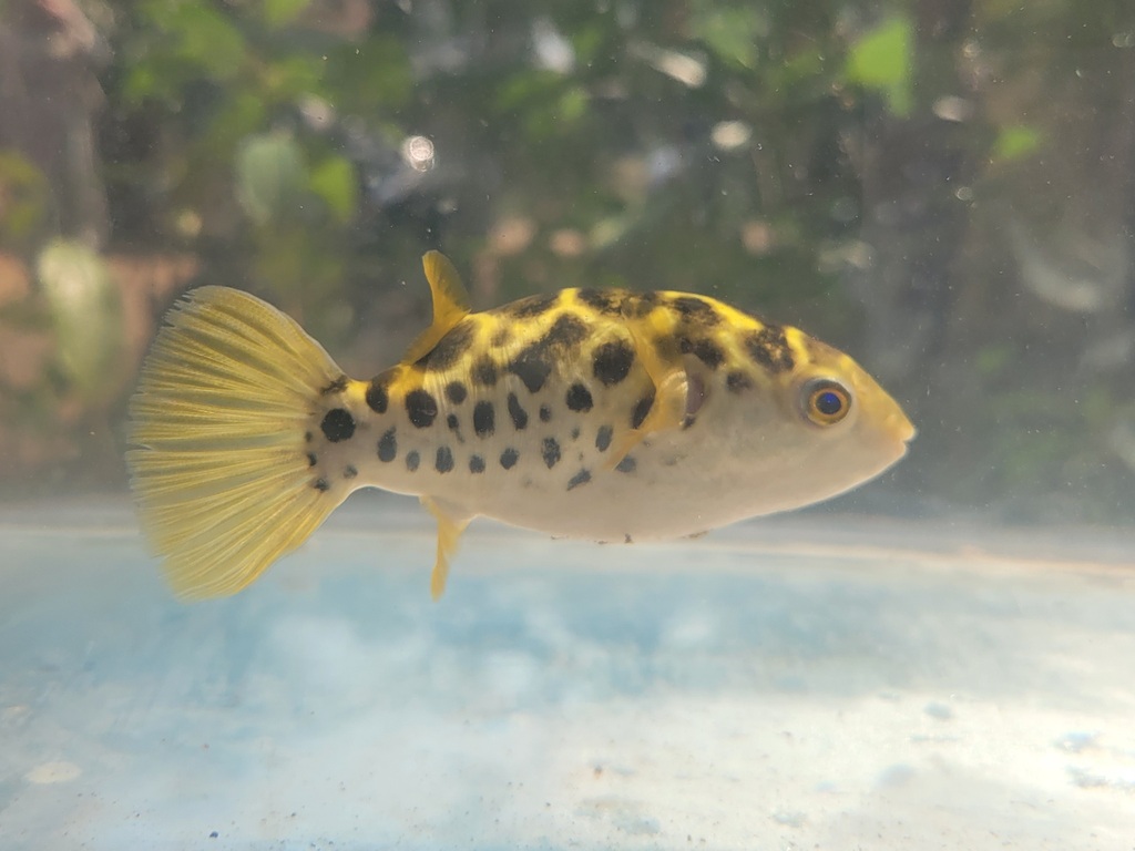 Common puffer (Dichotomyctere fluviatilis) — Tetraodontidae