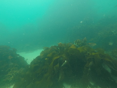 Diplodus hottentotus