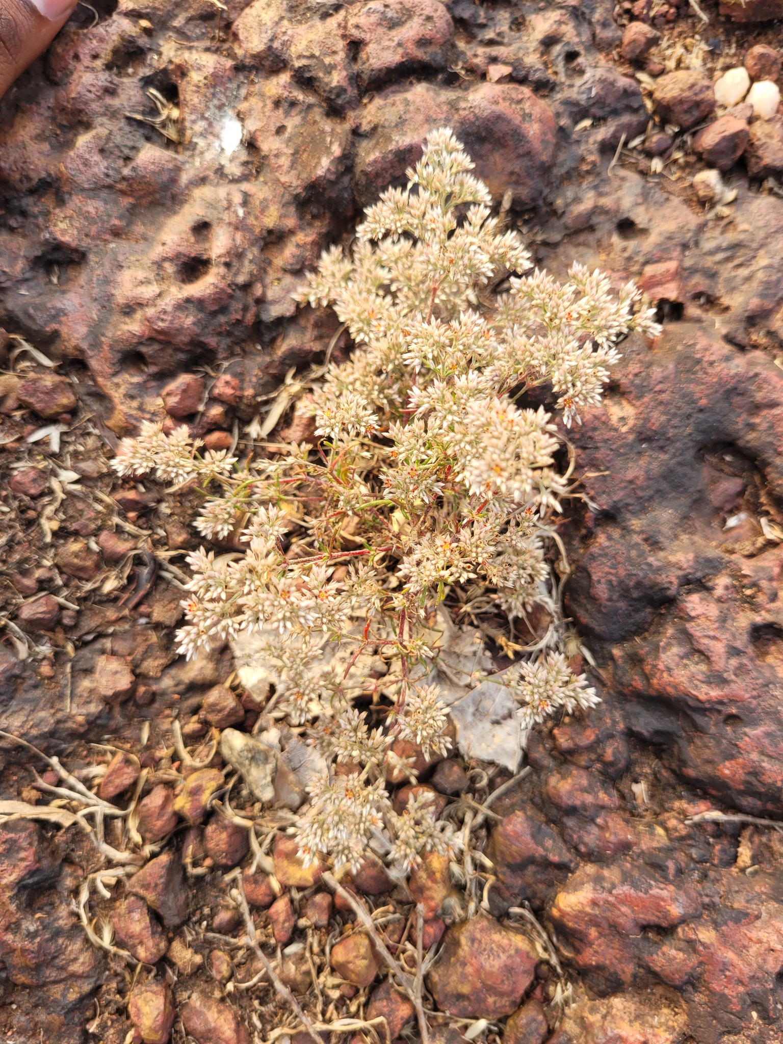 Imagem de Polycarpaea corymbosa