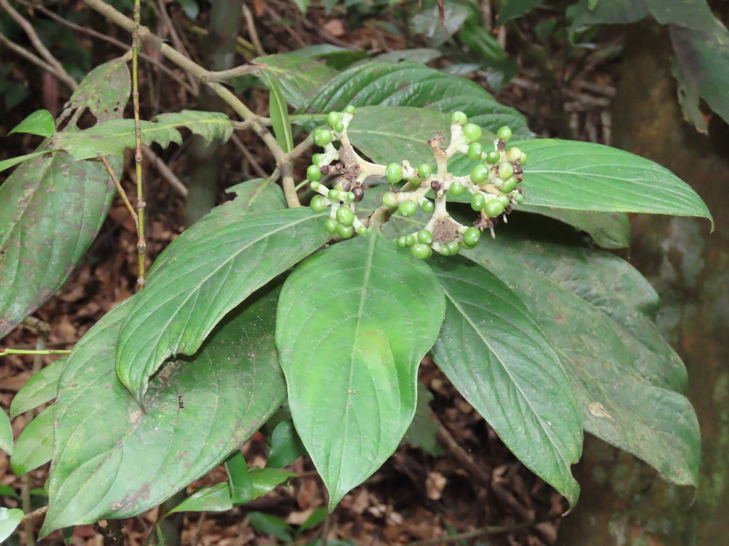 Gaertnera grisea