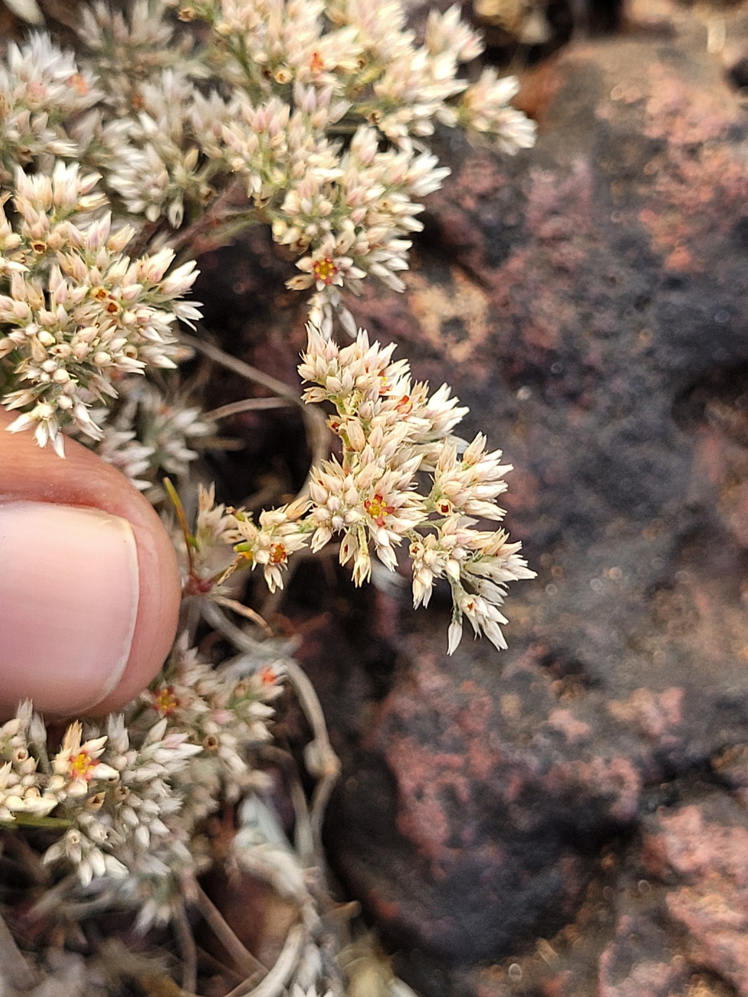 Imagem de Polycarpaea corymbosa