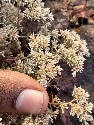 Foto de Polycarpaea corymbosa