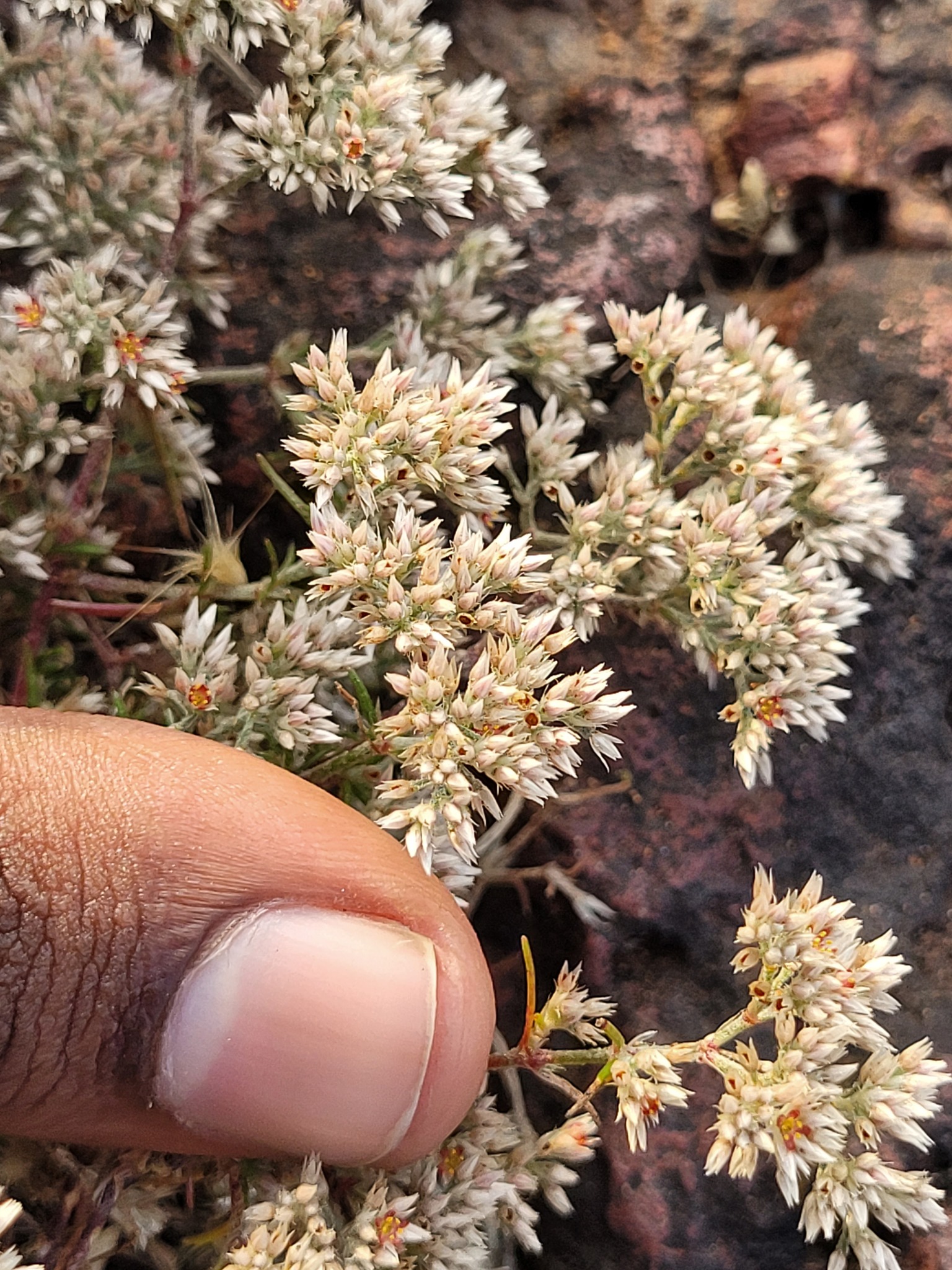 Imagem de Polycarpaea corymbosa