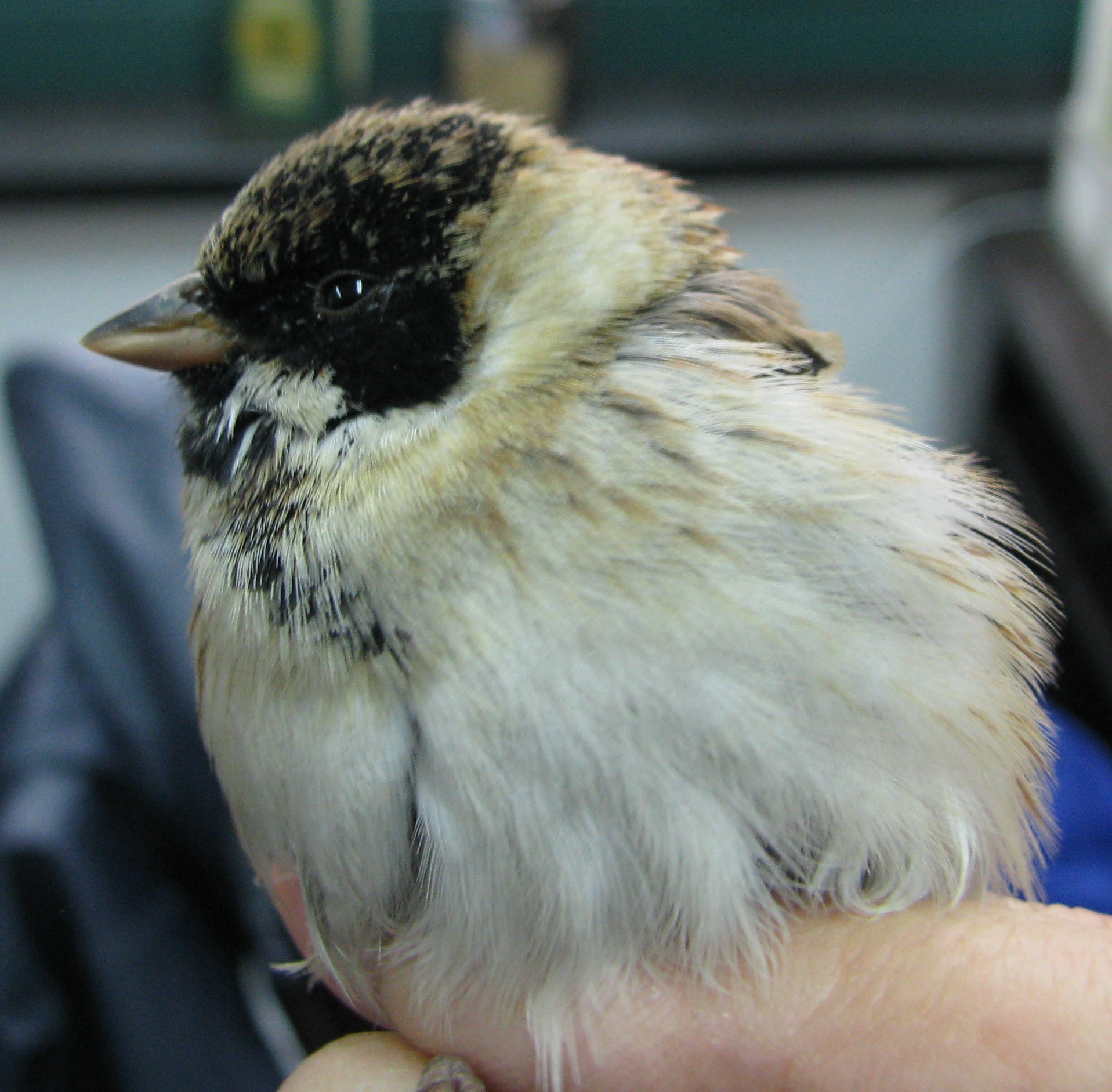 Pallas's Reed Bunting