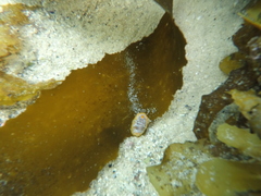 Doriopsilla areolata