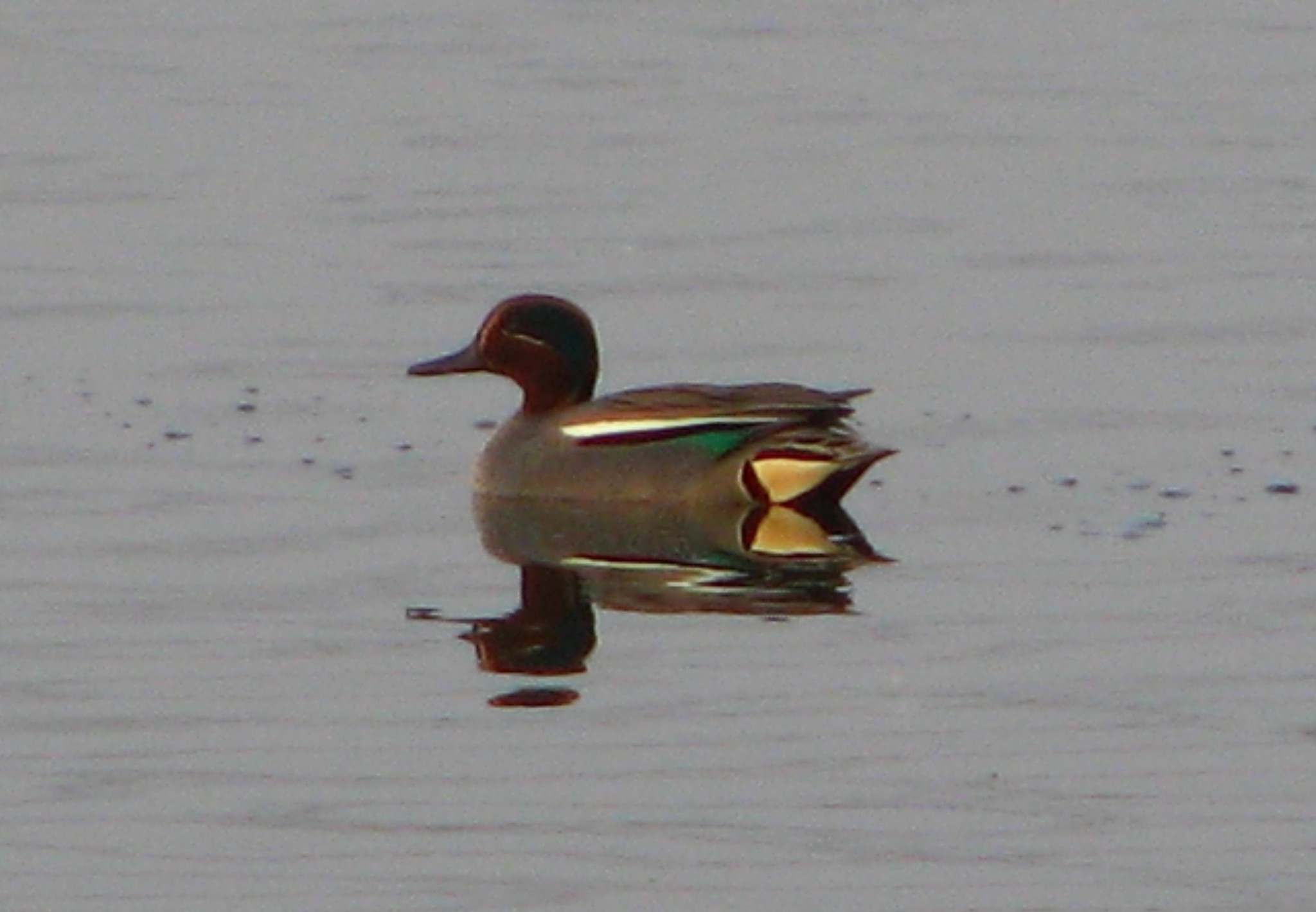 Green-winged Teal