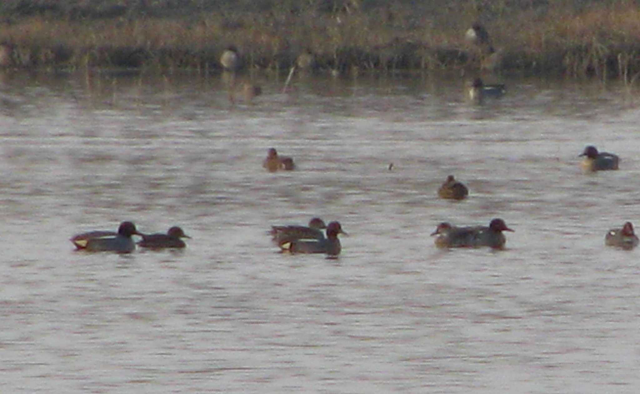 Green-winged Teal