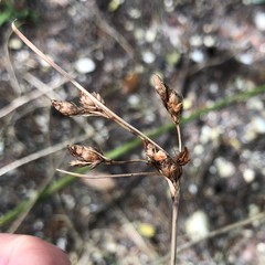Fimbristylis castanea