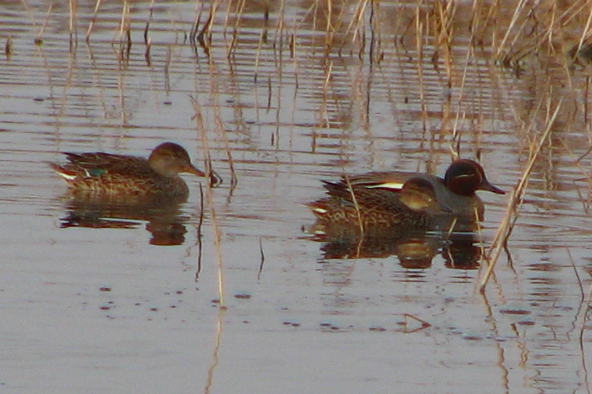 Green-winged Teal