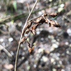 Fimbristylis castanea