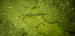 Hynobius leechii
