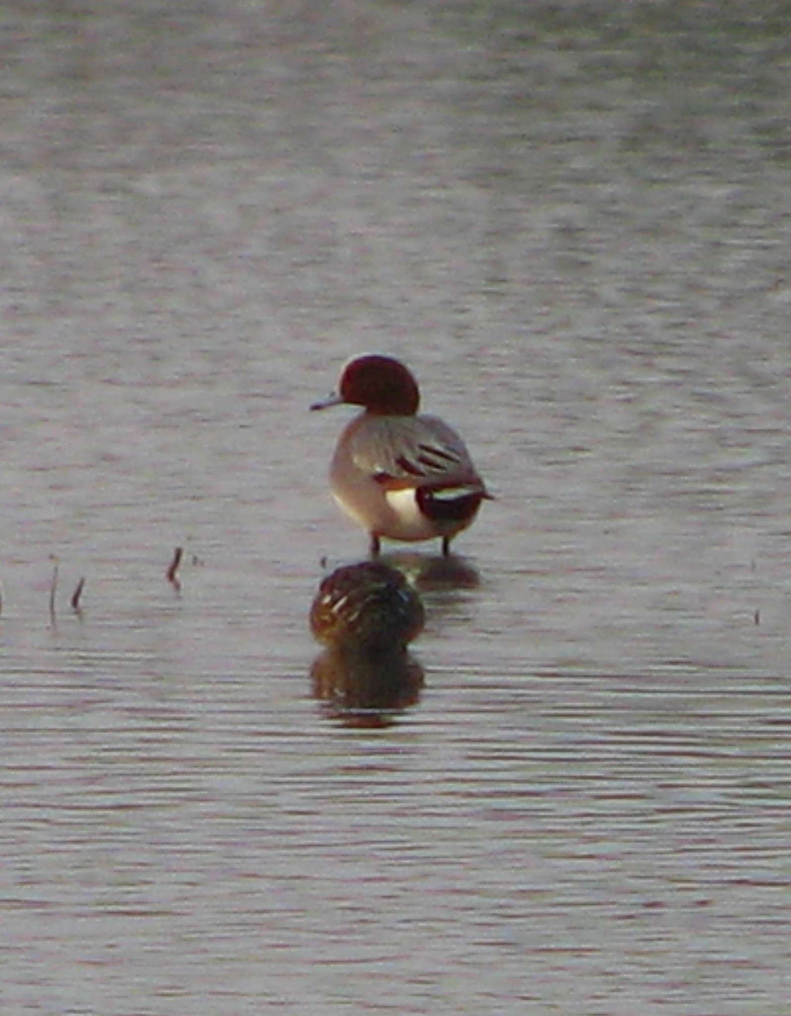 Eurasian Wigeon