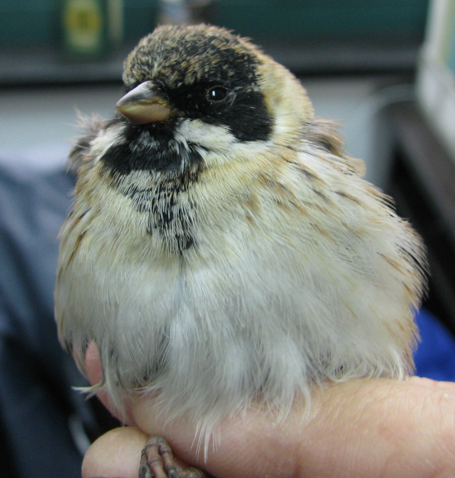 Pallas's Reed Bunting