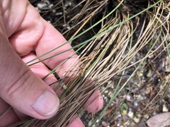Fimbristylis castanea