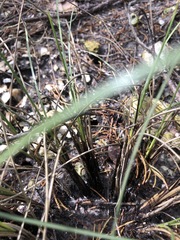 Fimbristylis castanea