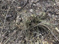 Fimbristylis castanea