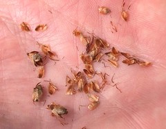 Fimbristylis castanea