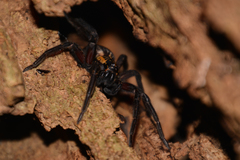 Dolomedes schauinslandi
