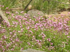 Silene aegyptiaca