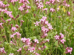 Silene aegyptiaca