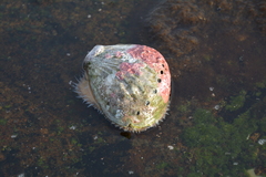 Haliotis australis