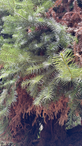 Cunninghamia lanceolata observed 2026-03-29