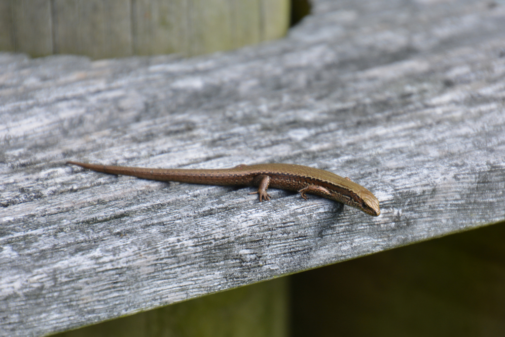 Chathams Skink