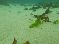 Amblyrhynchote honckenii