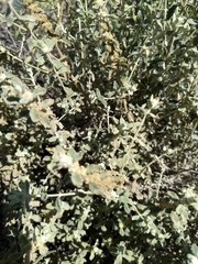 Buddleja scordioides