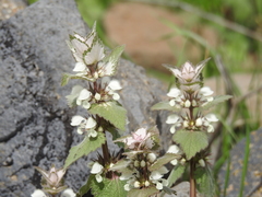 Lamium moschatum