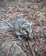 Peromyscus gambelii