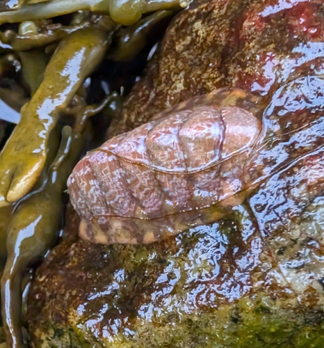 Tonicella marmorea