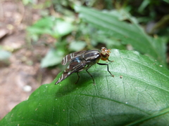 Platystomatidae