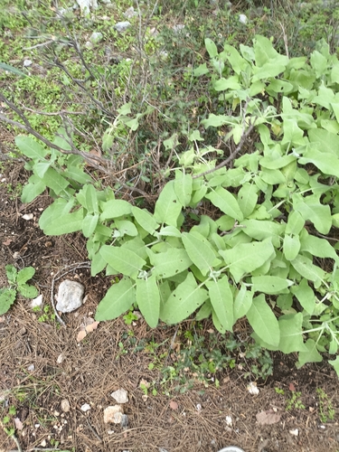 Salvia dorystaechas, photograph 3