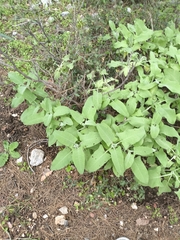 Salvia dorystaechas, photograph (c) Татьяна Максимова, some rights reserved (CC BY)