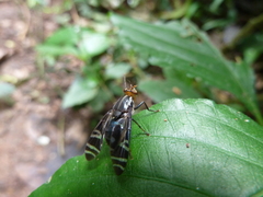 Platystomatidae