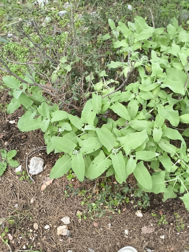 Salvia dorystaechas, photograph 4