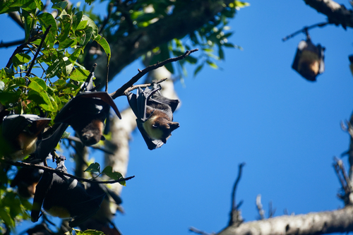 Pacific Flying-fox