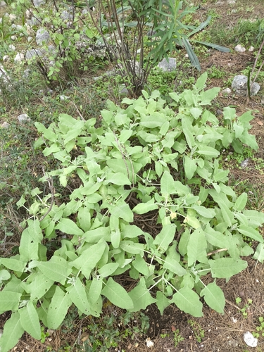 Salvia dorystaechas, photograph 5